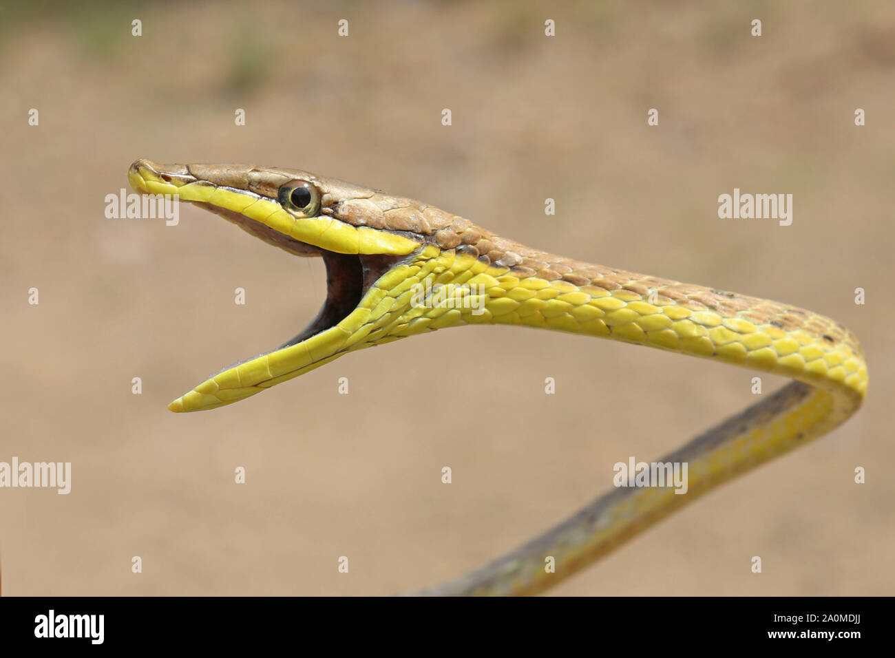 Daudin der Rebe Schlange (Oxybelis aeneus) Mexikanische Braun Vinesnake Stockfoto
