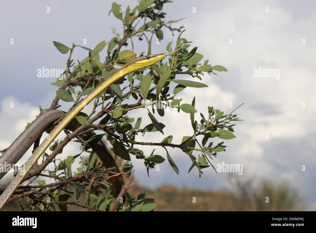 Daudin der Rebe Schlange (Oxybelis aeneus) Mexikanische Braun Vinesnake Stockfoto
