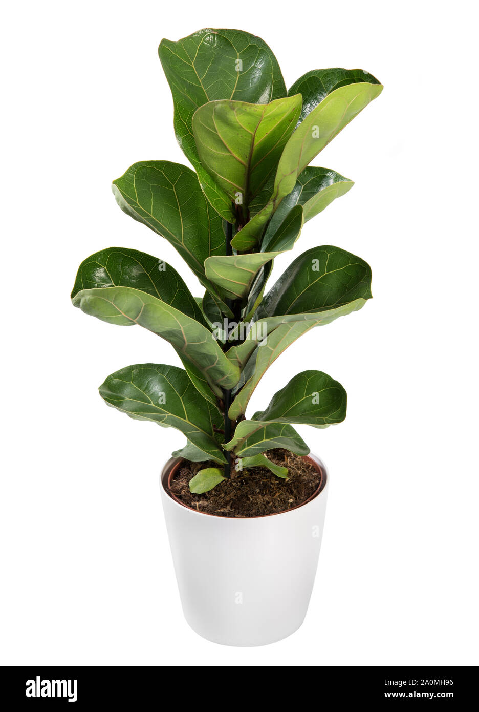 Baby breite blätterte Topfpflanzen Ficus Pflanze isoliert auf Weiss, eine beliebte Zimmerpflanze im Innenbereich Stockfoto