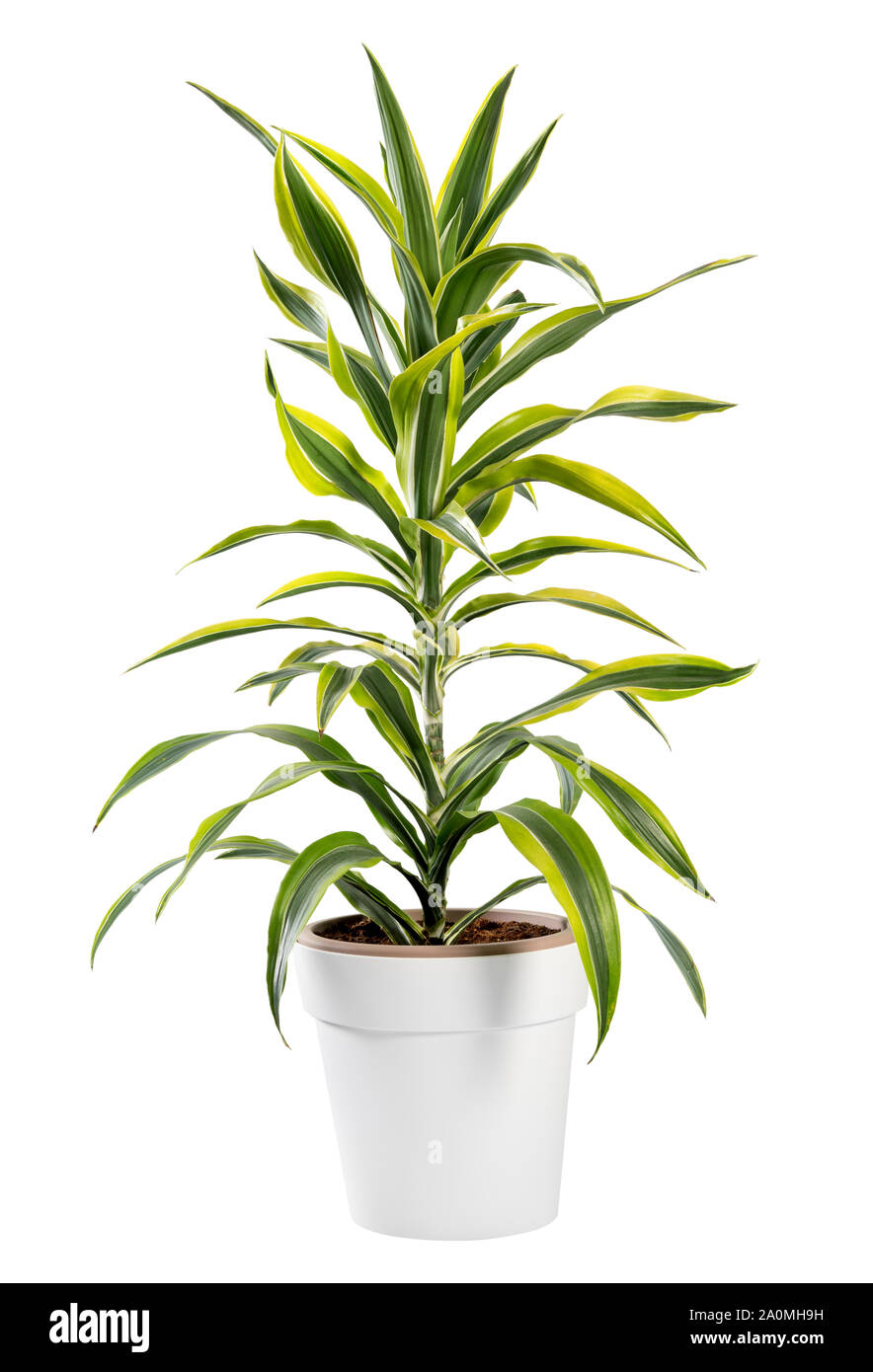 aglaonema zimmerpflanzen Aglaonema Silver Bay Zimmerpflanze 75cm 17cm kaufen