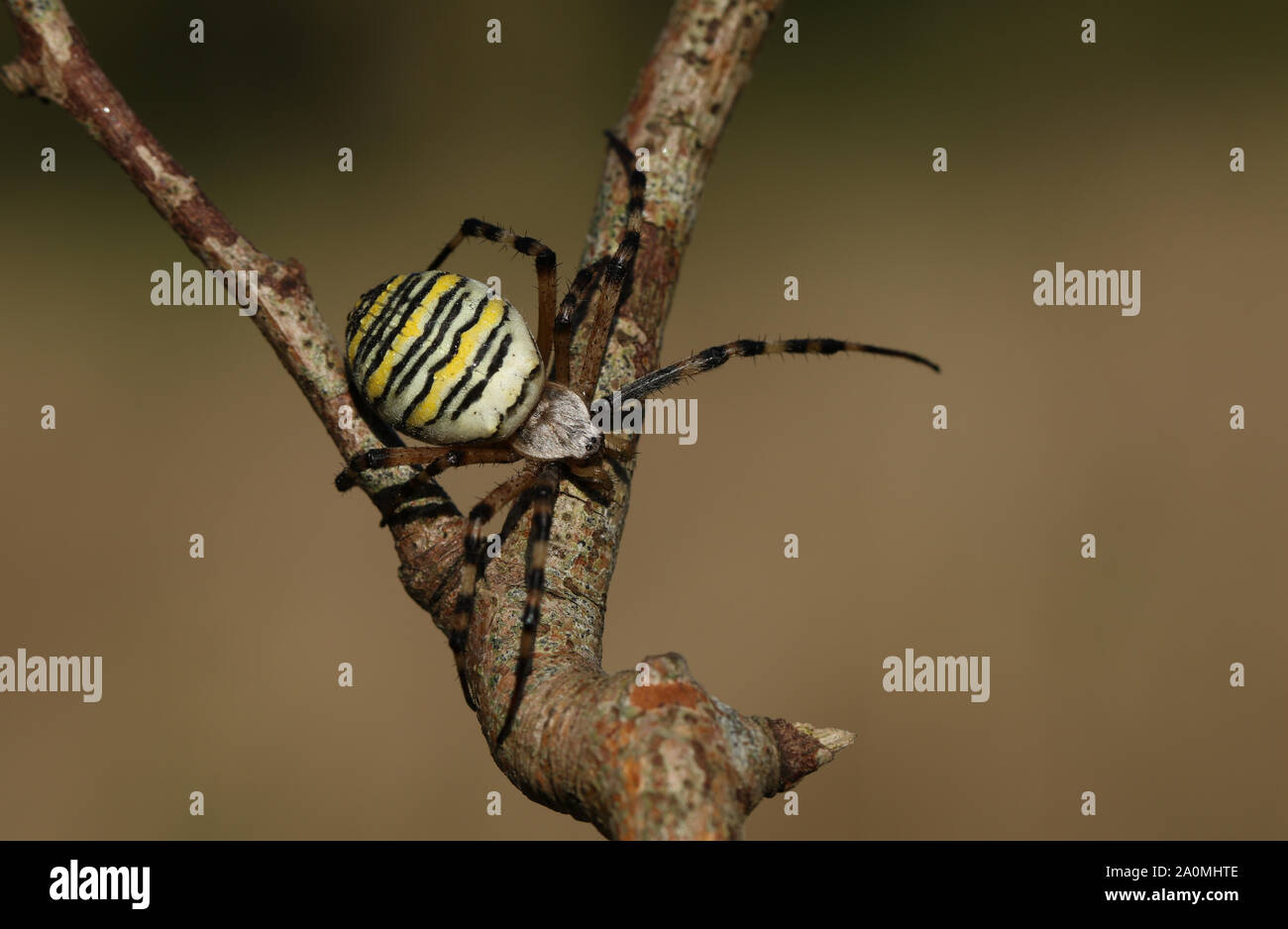Eine Jagd weiblichen Wasp Spider Argiope Bruennichi, hocken auf einem Zweig in Großbritannien. Stockfoto