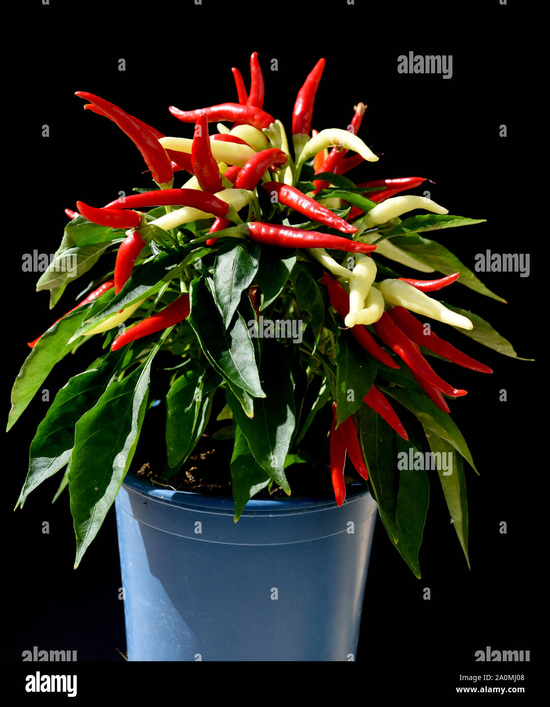 Topfchili, Zierpaprika, Capsicum Medusa, ist eine Gewuerz- und Zierpflanze mit roten und gelben Schoten sterben sehr scharf sind. Topf Chili, ornamentalen Pa Stockfoto