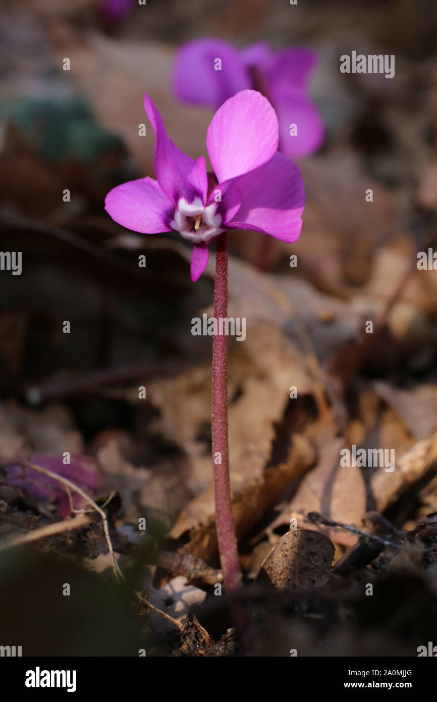 Cyclamen Coum - wilde Blume Stockfoto