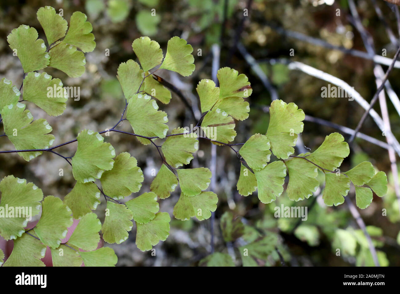 Adiantum capillus-VENERIS-wild fern Stockfoto