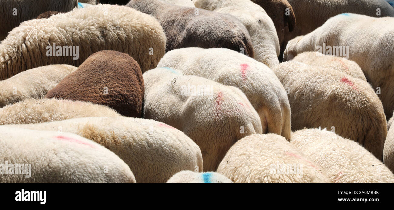 Hintergrund Der wolliges Fell der Herde mit vielen grasenden Schafen Stockfoto