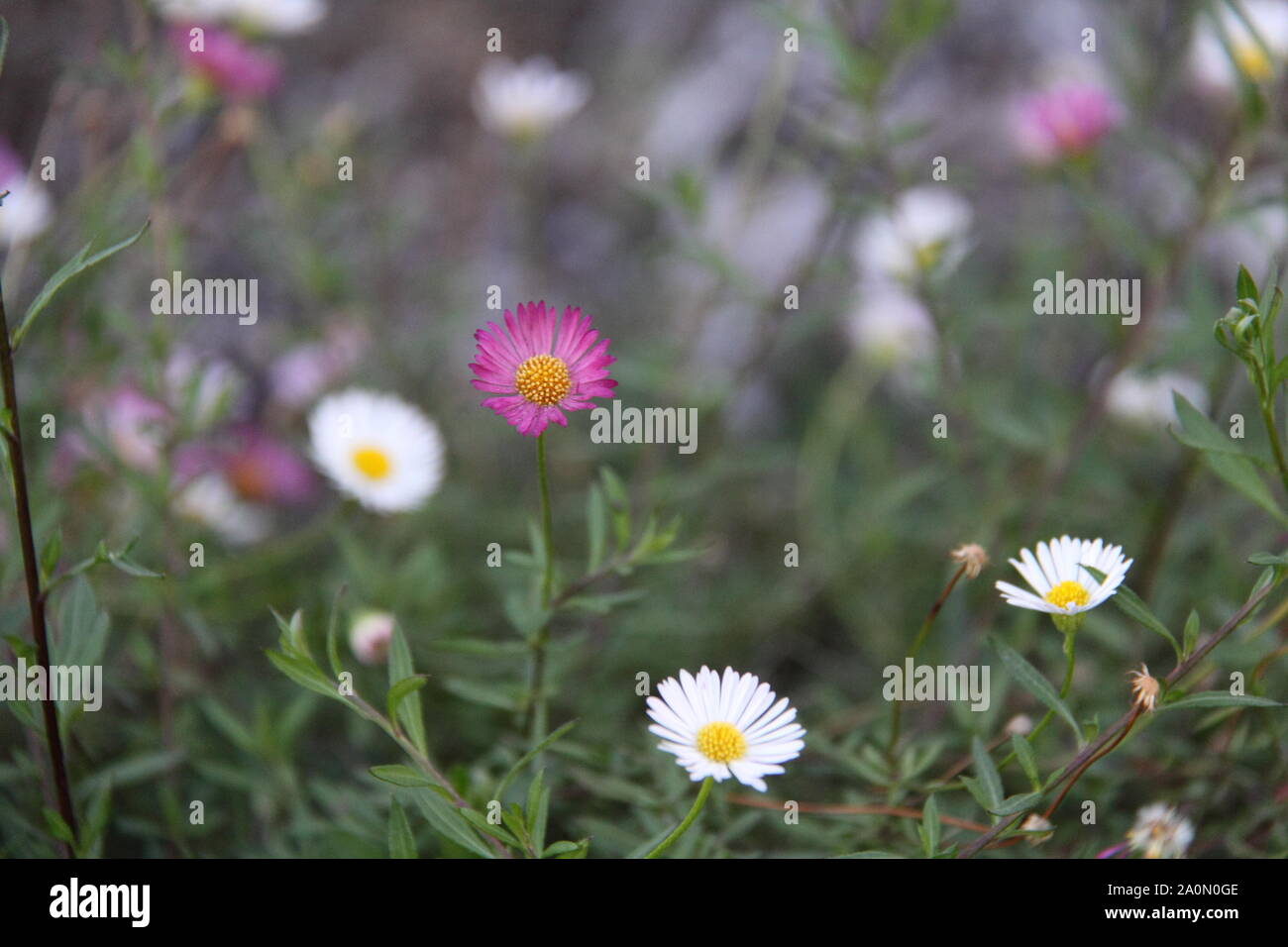 Mexikanische Gänseblümchen (erigeron Karvinskianus) Stockfoto