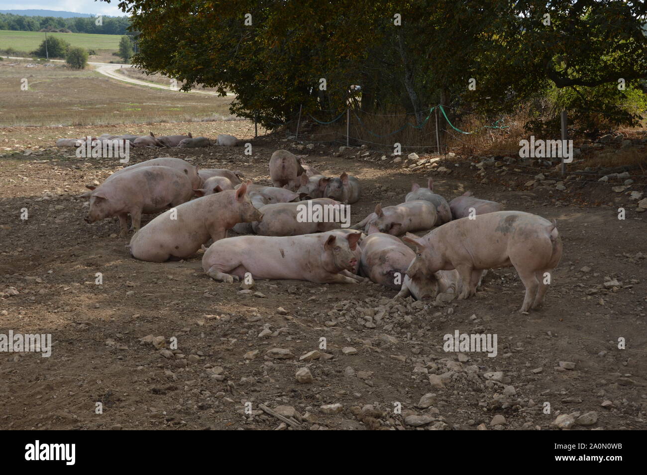 Schweine in ihrer natürlichen Umgebung , Saint Christol, Frankreich Stockfoto