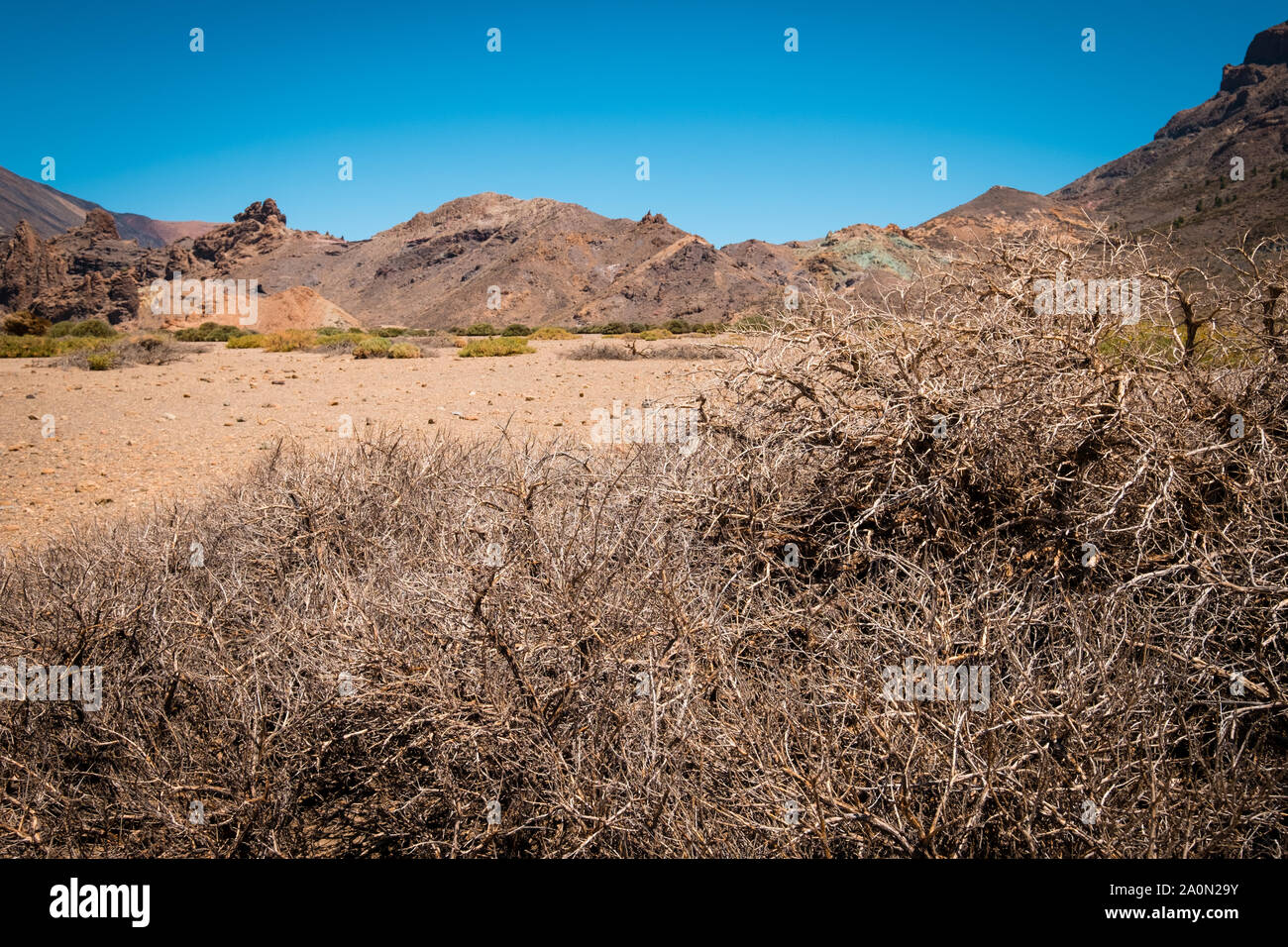 Driep bis Bush im Hot Stone Wüstenlandschaft Stockfoto