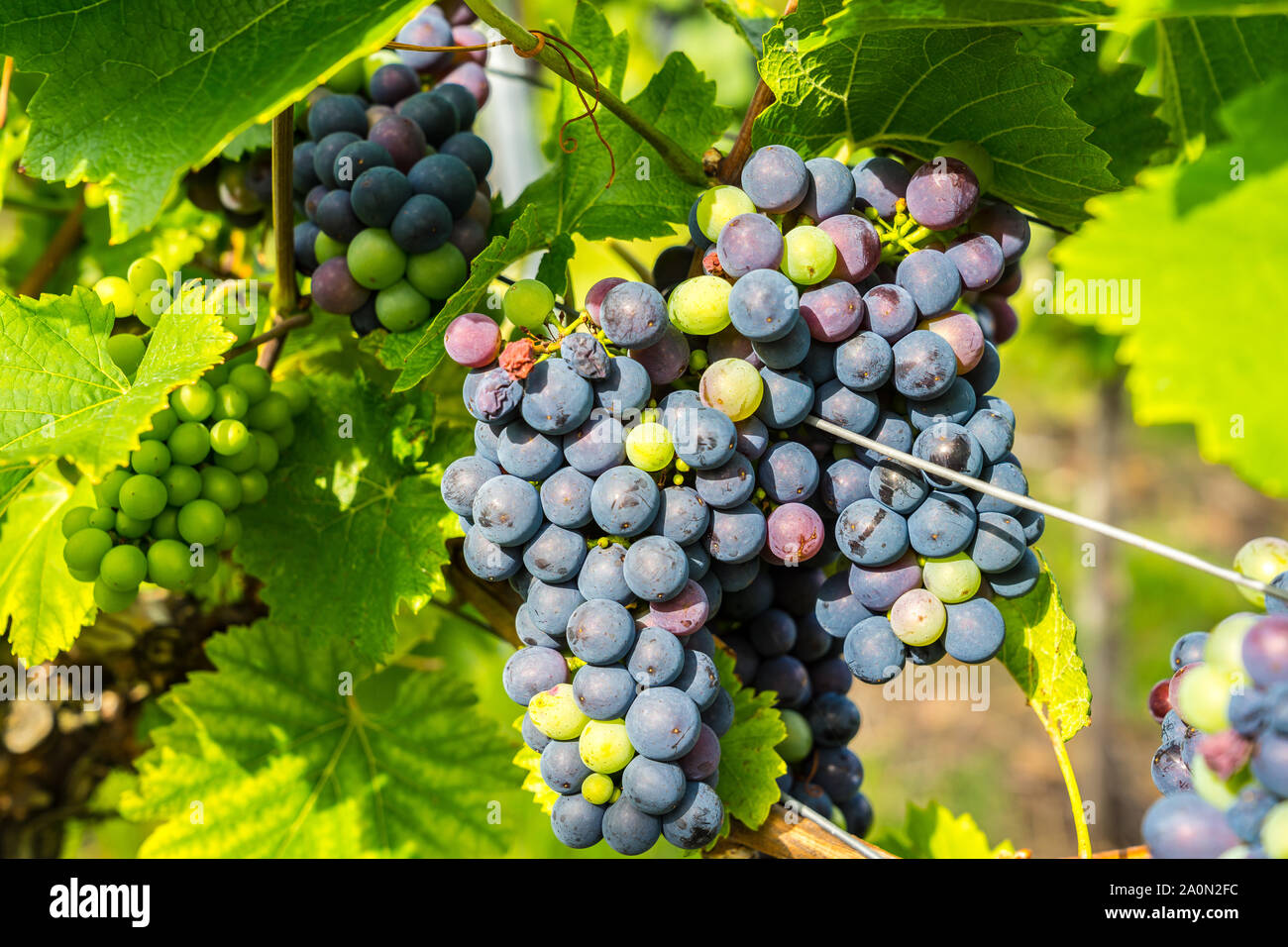 Reif Weinrebe Pflanzen im Sonnenlicht bereit für die Ernte im Herbst im Weinberg Stockfoto