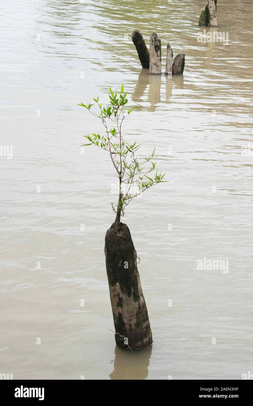 Kleine Pflanze gedeiht aus einem Verrottenden log in der Mitte eines Sees. Konzept der Rettung der Umwelt. Neues Leben Konzept Stockfoto