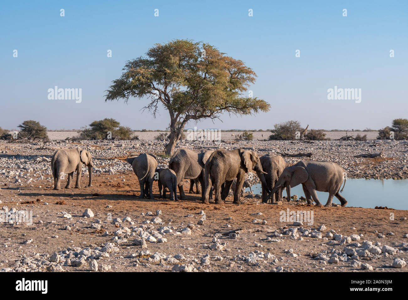Elefantenherde in Okaukuejo Wasserloch, Etosha National Park, Namibia, Afrika Stockfoto