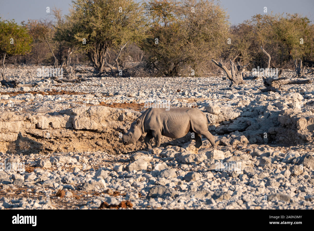 Schwarz, Hook-Lipped Rhino oder Nashorn am Wasserloch im Etosha National Park, Namibia. Afrika Stockfoto