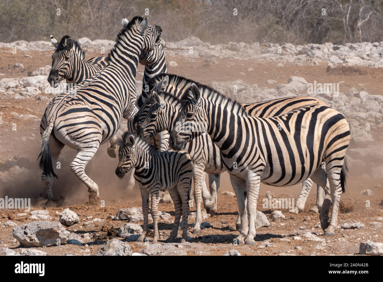 Zwei Burchells Zebras - Equus Quagga, ehemals Equus Burchelli - Kämpfe in einer Herde in Etosha National Park, Namibia, Afrika Stockfoto