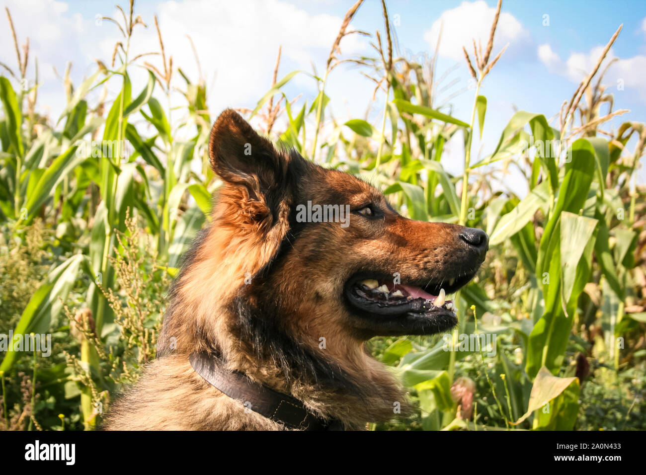 Shepherd Dog Mix Stockfotos Und Bilder Kaufen Alamy