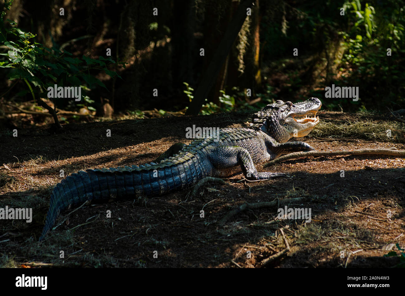 Alligator full body mit Mund in Ruheposition geöffnet im Wald Stockfoto