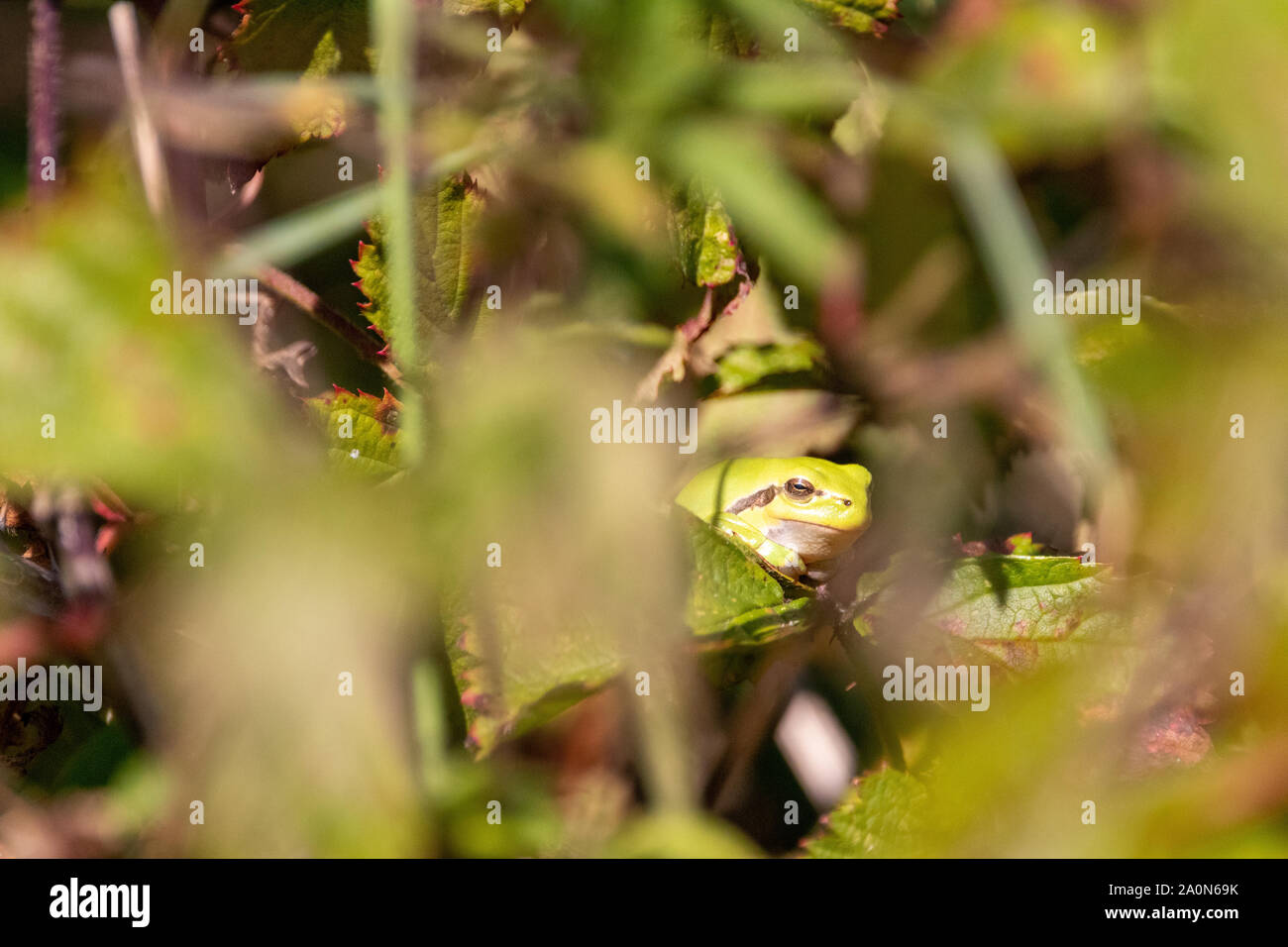 Laubfrosch auf Bush Stockfoto
