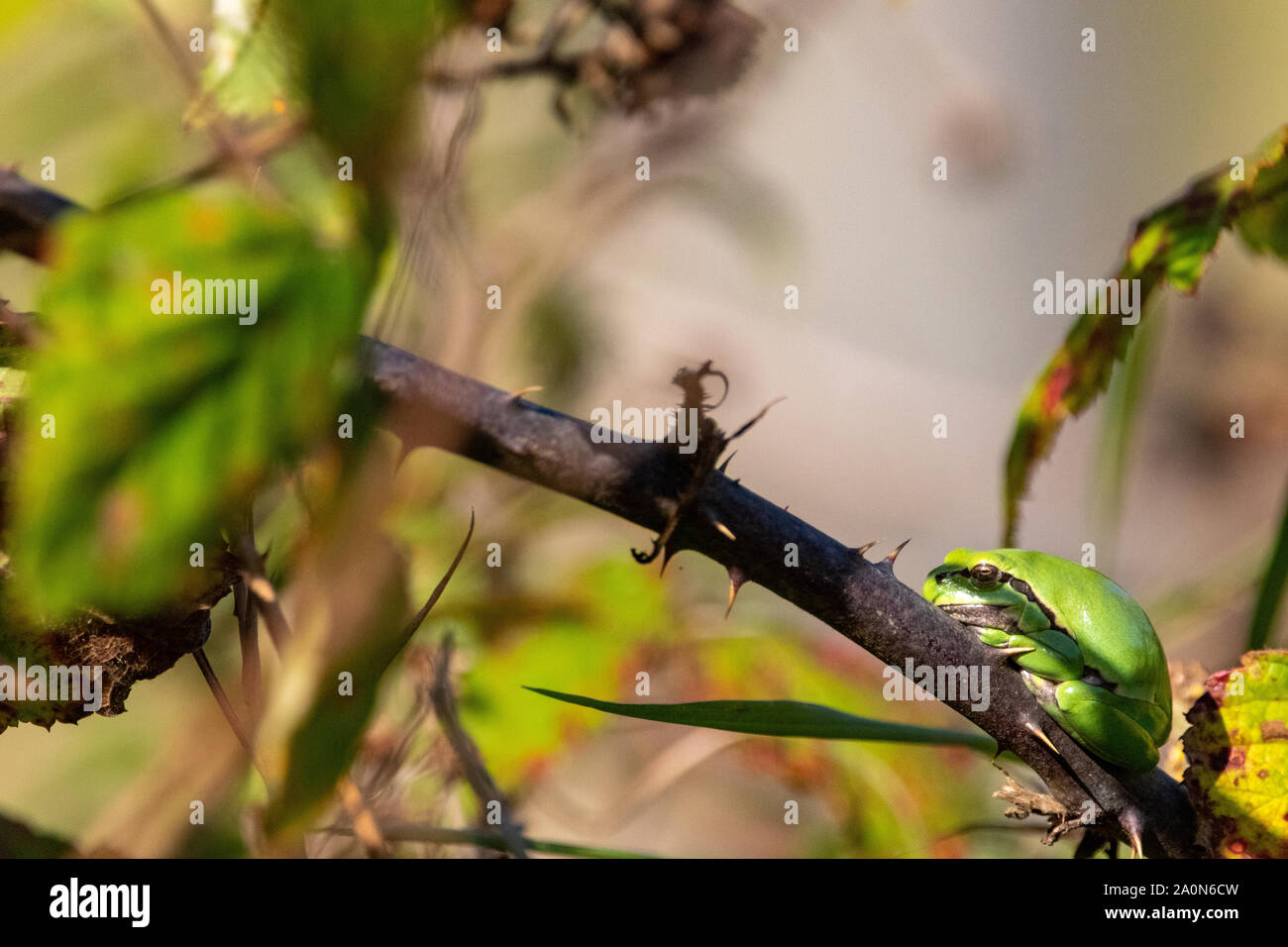 Laubfrosch auf Bush Stockfoto