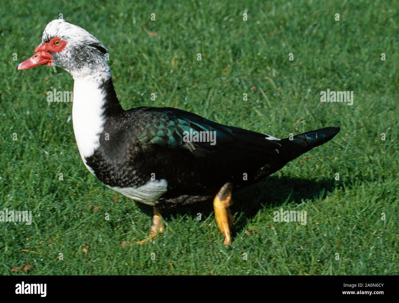 MUSCOVY DUCK (Cairina moschata) inländischen, Wandern auf Tau Gras. Stockfoto