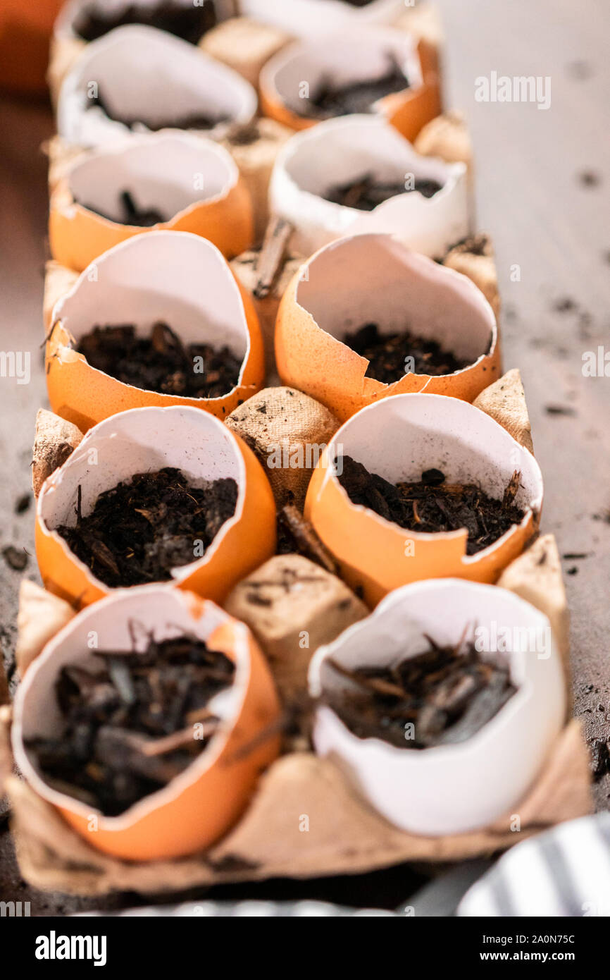 Starten Samen in Eierschalen für Frühjahr einpflanzen. Stockfoto