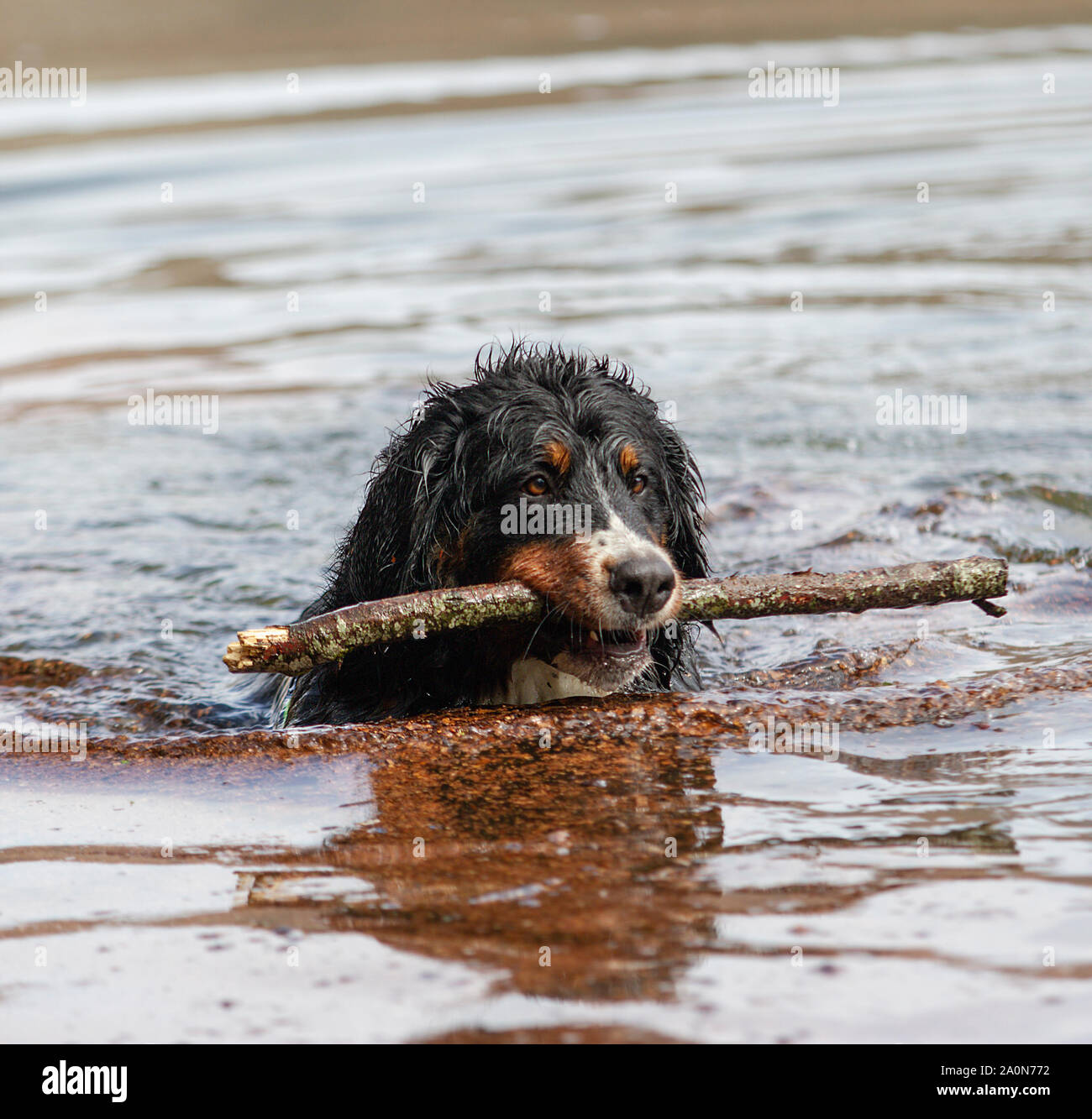 Schöne Bearnesse Bouvier bernesse Berg Hund. Stockfoto