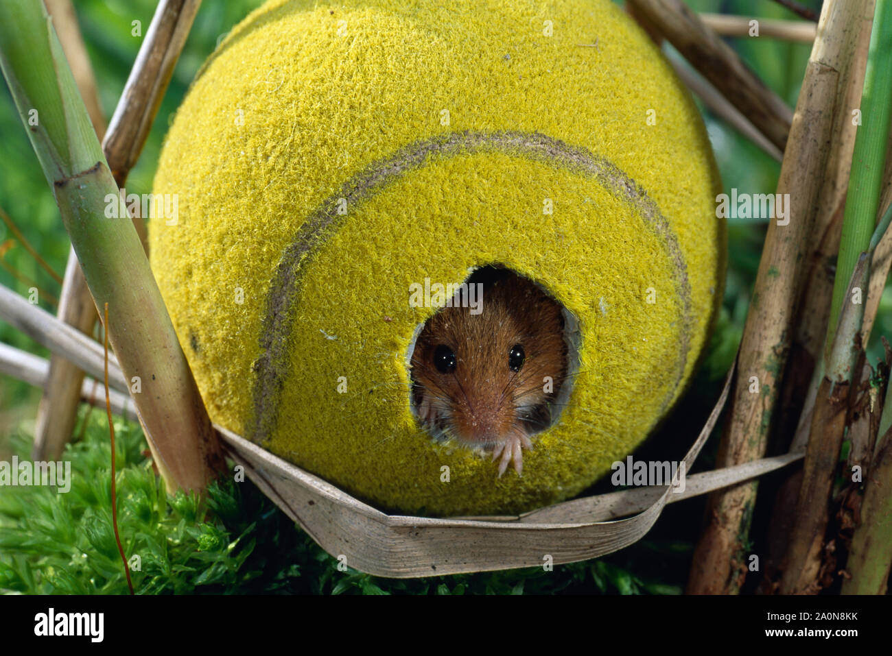 Ernte Maus mit Tennis ball (Micromys Minutus), als Zuflucht/Nest (inszenierte) in Schilf Bett. Stockfoto