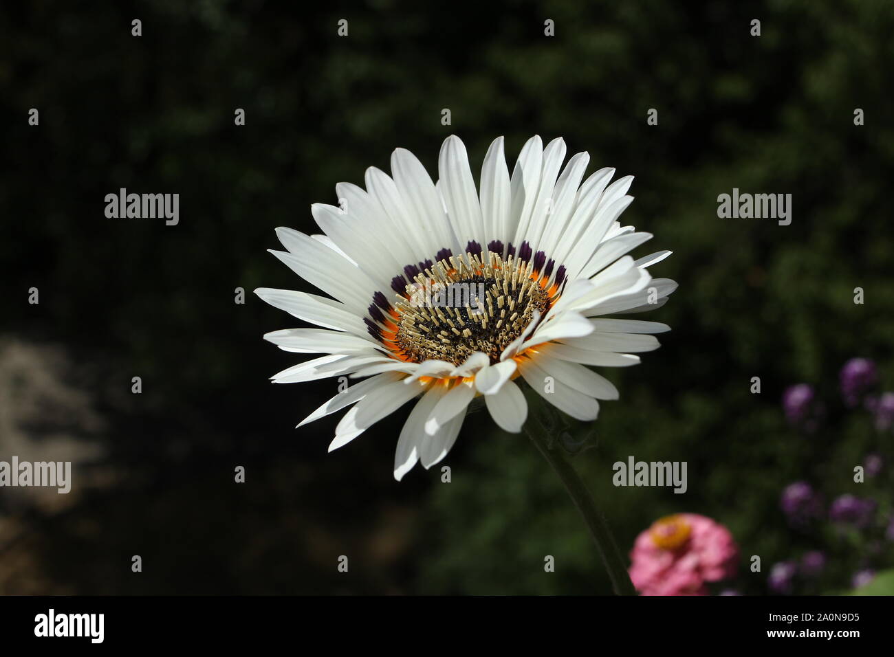 Arctotis fastuosa. Monarch - der Veld. Stockfoto