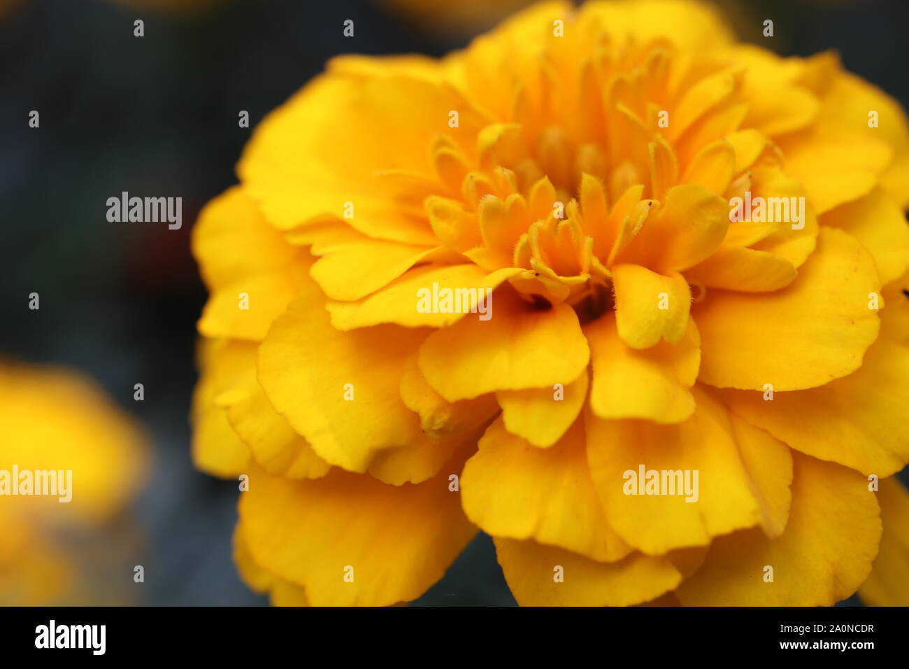 Gelbe Blume Knospe Sommer Hintergrund. Orange Ringelblume Sammetblume Blume. Stockfoto