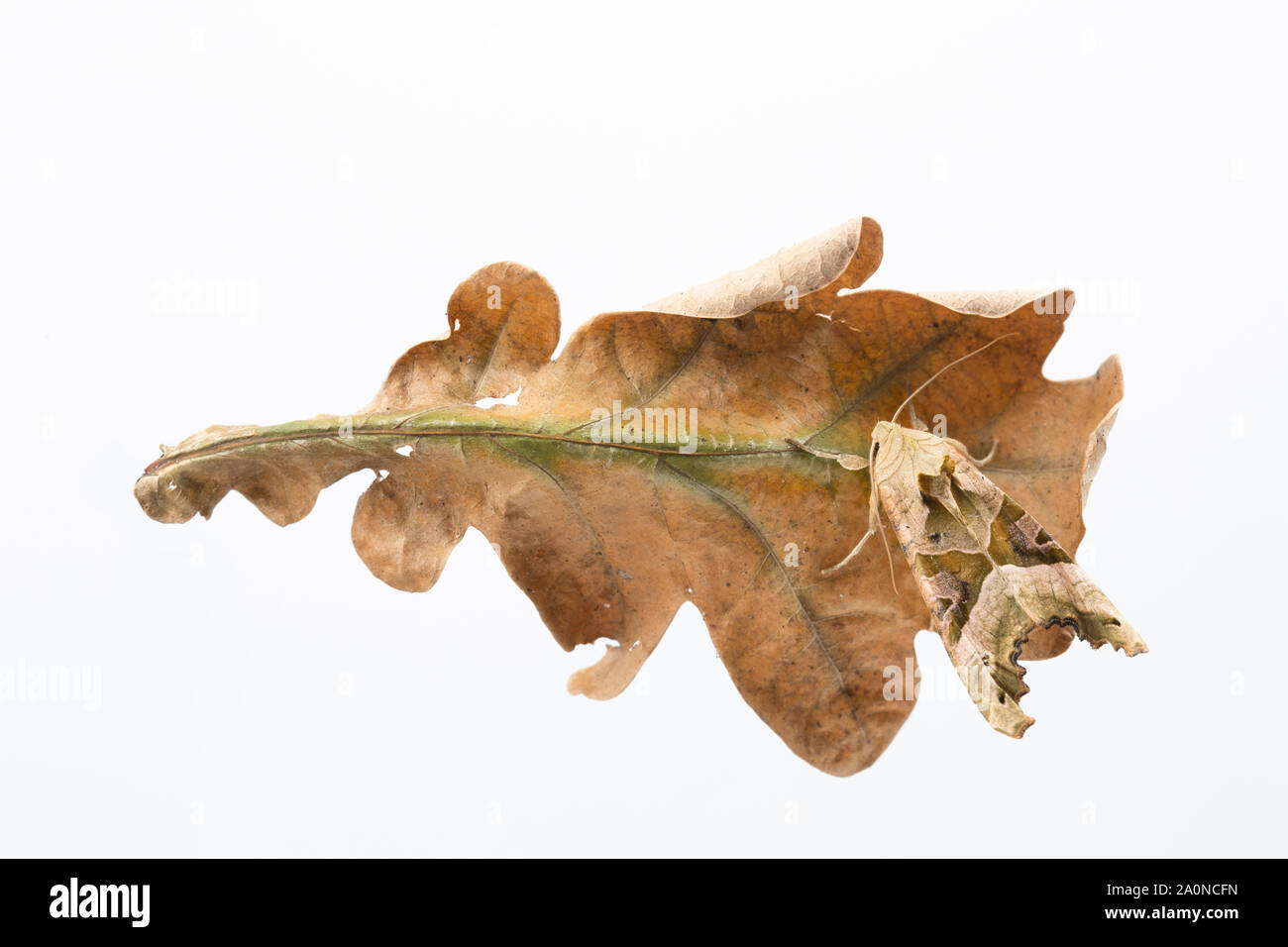 Ein Winkel, Phlogophora meticulosa Schattierungen Motte, gegen einen toten Eichenlaub getarnt. Studio Bild auf einem weißen Hintergrund. North Dorset England UK GB Stockfoto