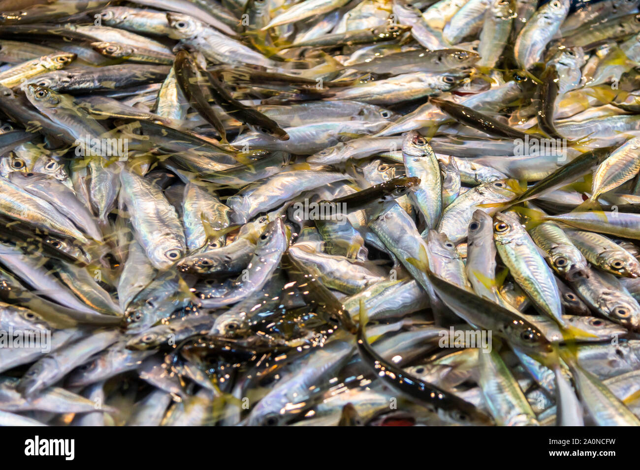 Fischmarkt in Istanbul, Türkei Stockfoto