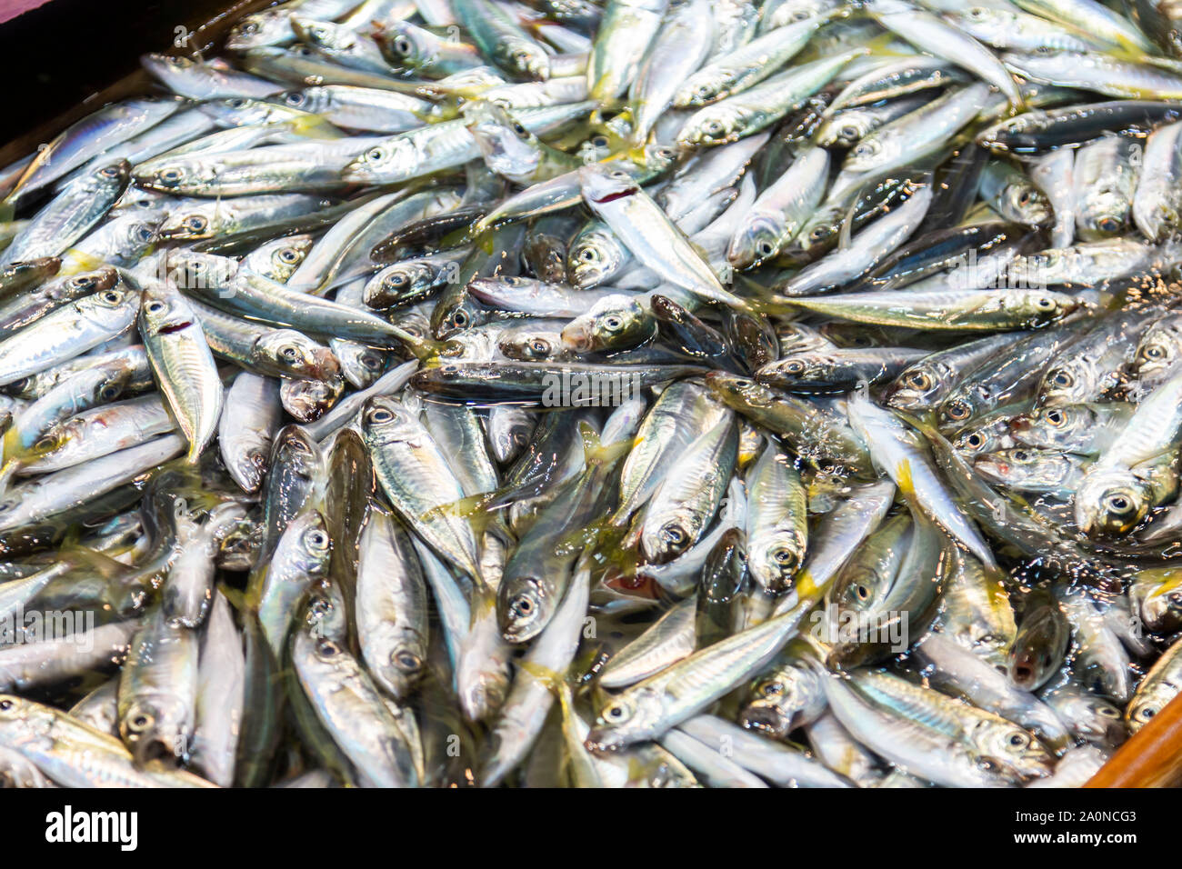 Fischmarkt in Istanbul, Türkei Stockfoto