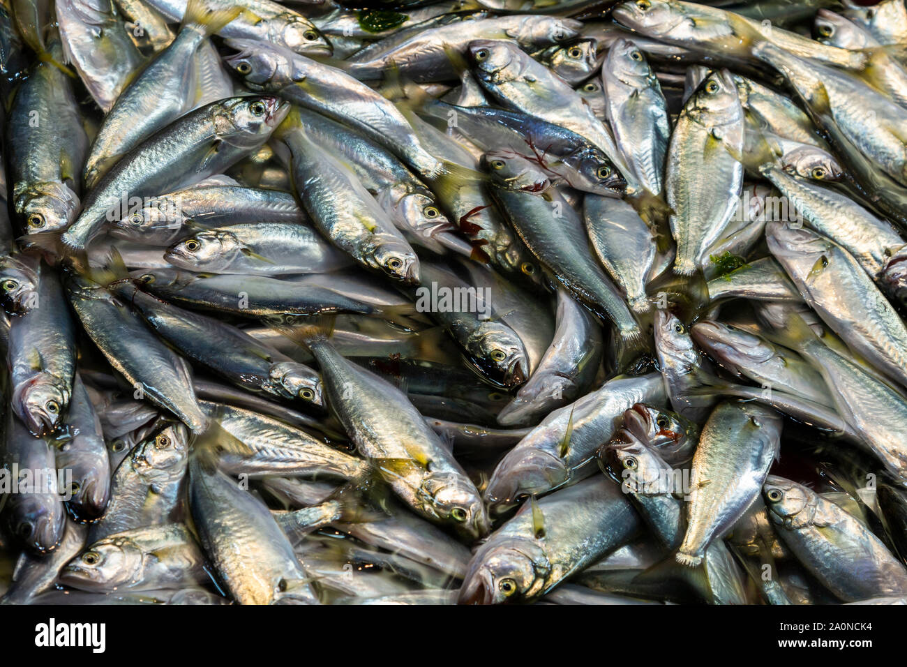 Fischmarkt in Istanbul, Türkei Stockfoto