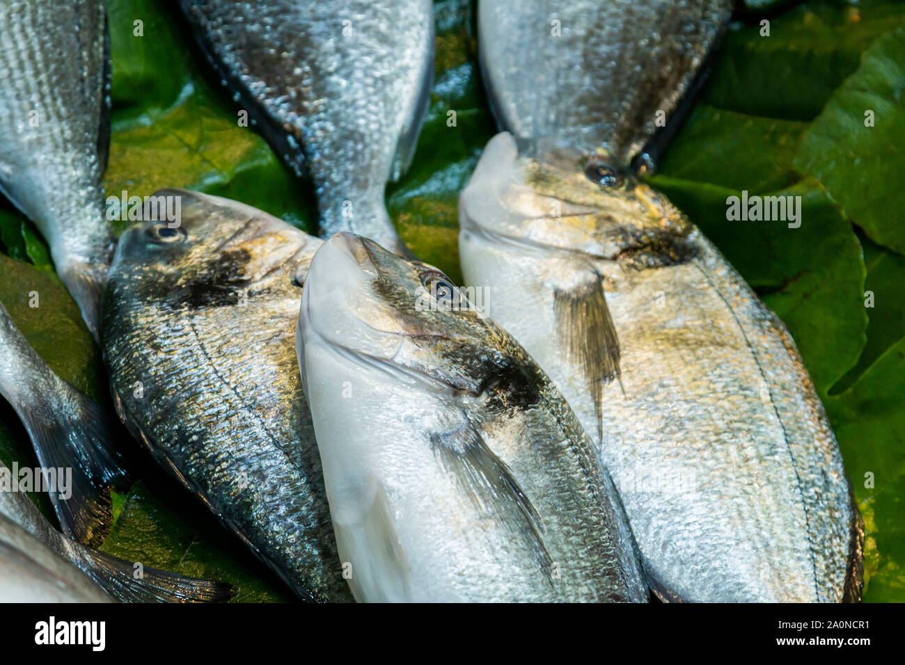Fischmarkt in Istanbul, Türkei Stockfoto