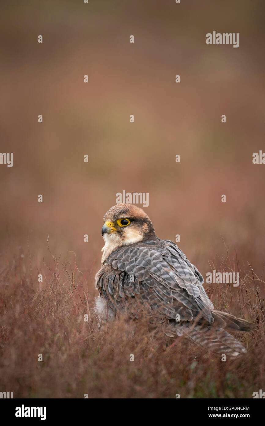 Lannerfalke, Falco biarmicus, in offenen Scrub gehockt Stockfoto