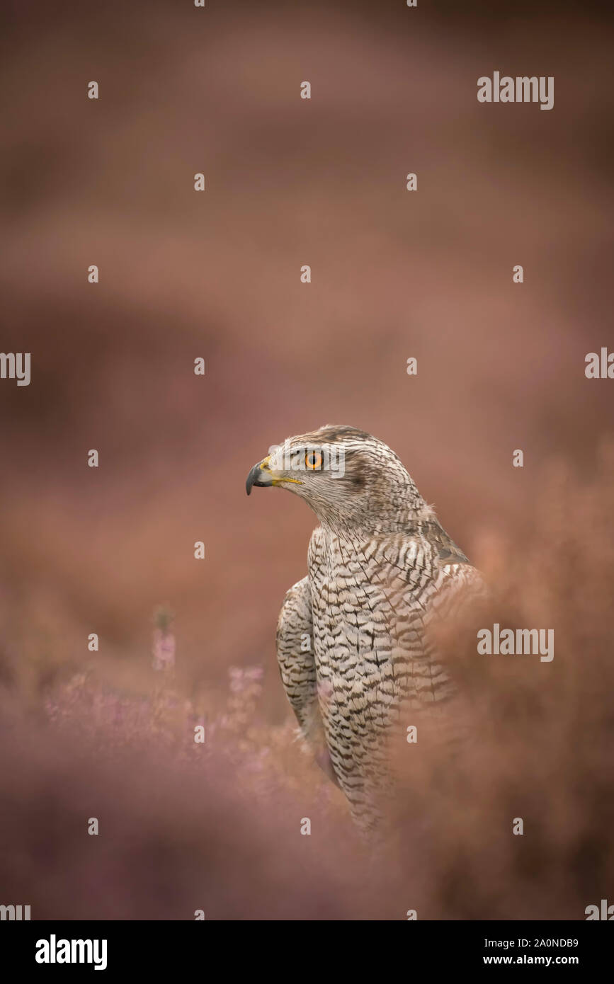 Northern goshawk, Accipiter gentilis, auf herbstliche Heide Stockfoto