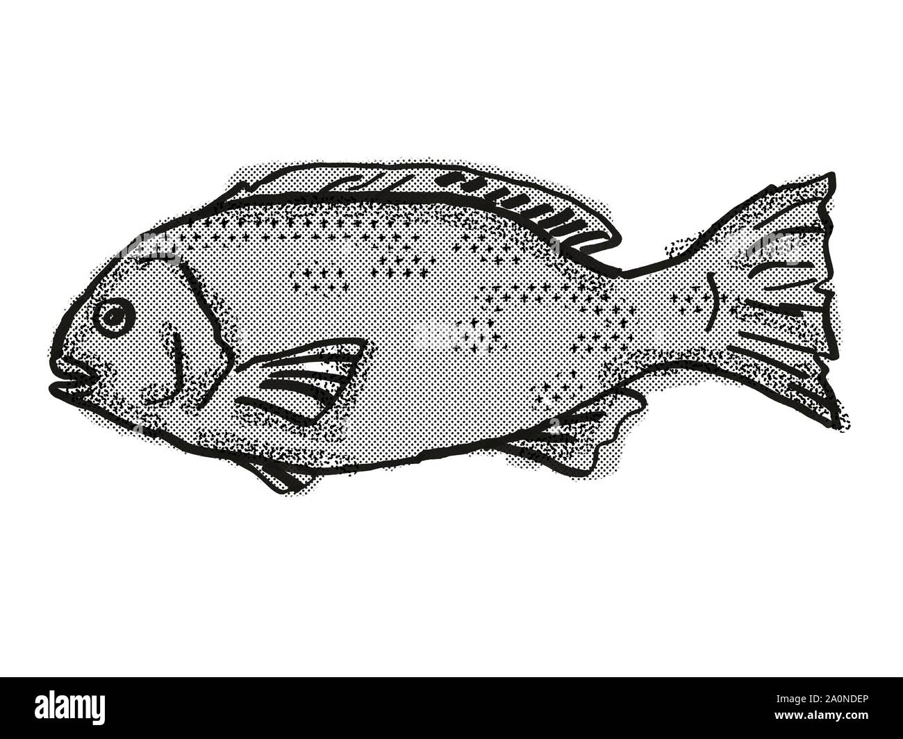 Retro Cartoon Stil Zeichnung eines Western Rock Blackfish, eine einheimische australische Marine Life Fischarten gesehen von einer Seite auf isolierten weißen Hintergrund d Stockfoto