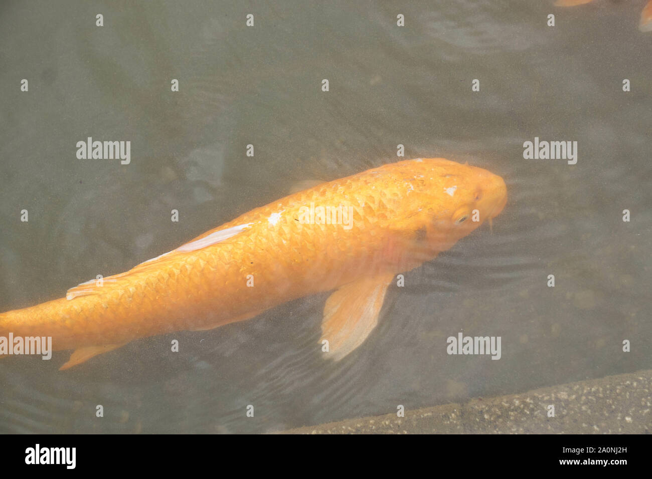 Eine gelb-orange Koi japanische Karpfen schwimmt in einem künstlichen Teich. Stockfoto