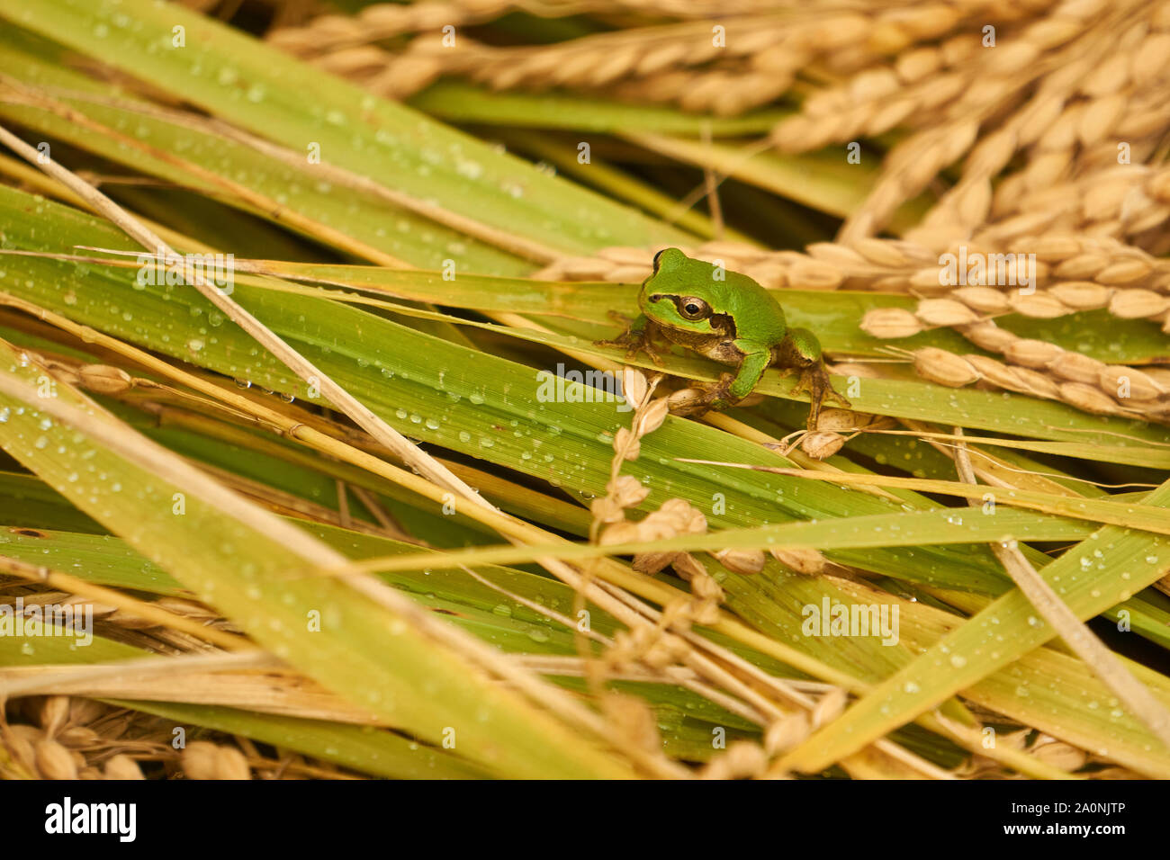 Grüne japanische Laubfrosch (Hyla japonica) basiert auf einigen frisch Japanische koshihikari asiatischen Reis (Oryza sativa) in Yuzawa, Niigata, Japan Stockfoto