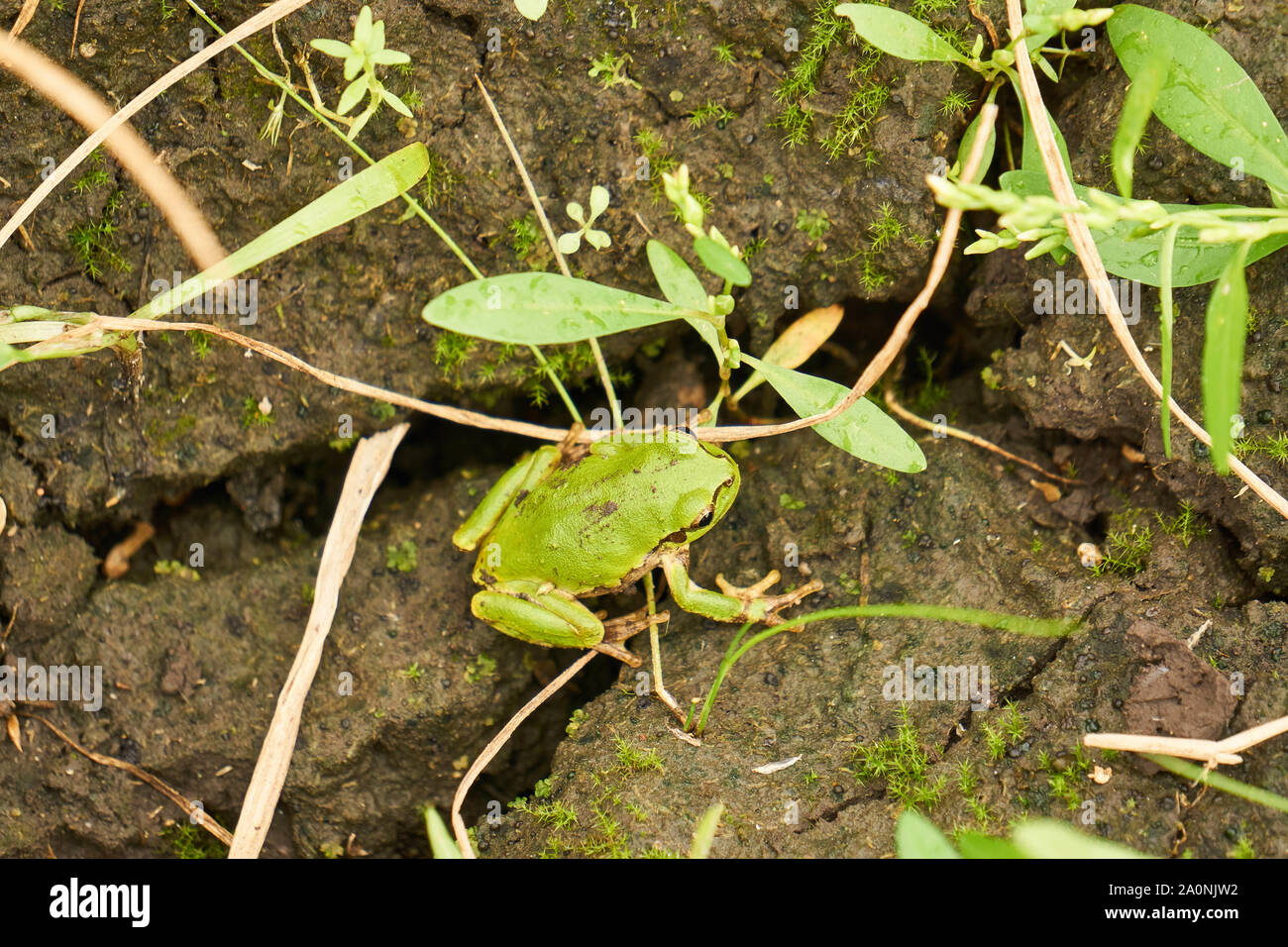 Grüne japanische Laubfrosch (Hyla japonica) beruht auf der Schlamm unter Einige kleine Pflanzen in Yuzawa, Niigata, Japan Stockfoto