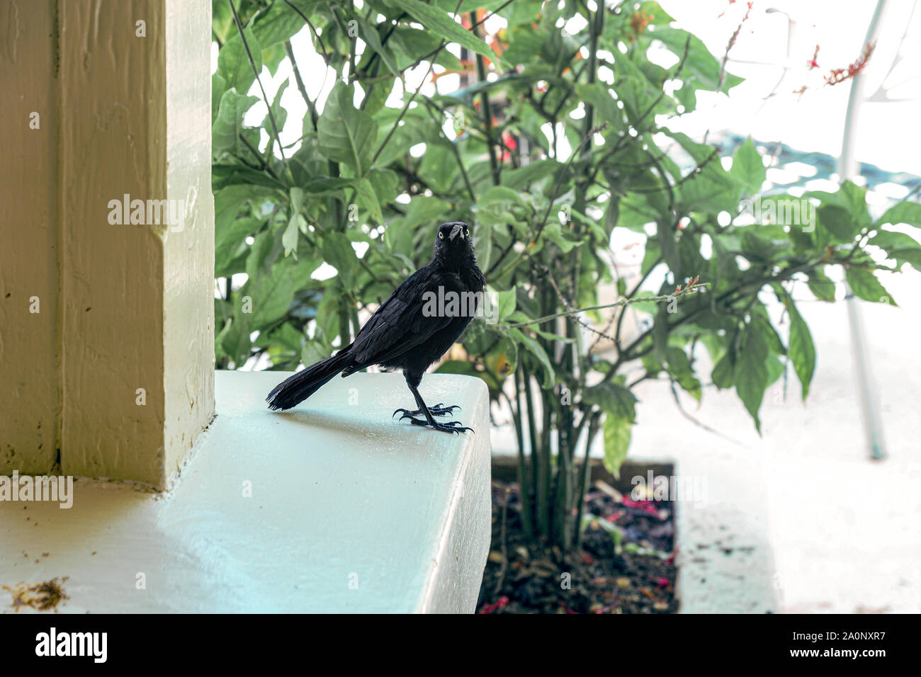 Eine Krähe in Barbados mit Blick auf die Kamera bedrohlich. Stockfoto