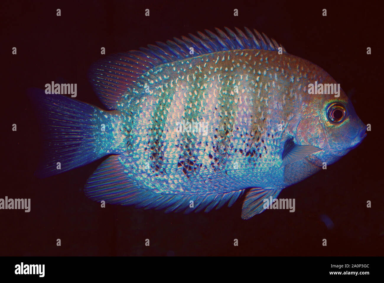 Etroplus Suratensis Green Chromide Chaetodon Caris