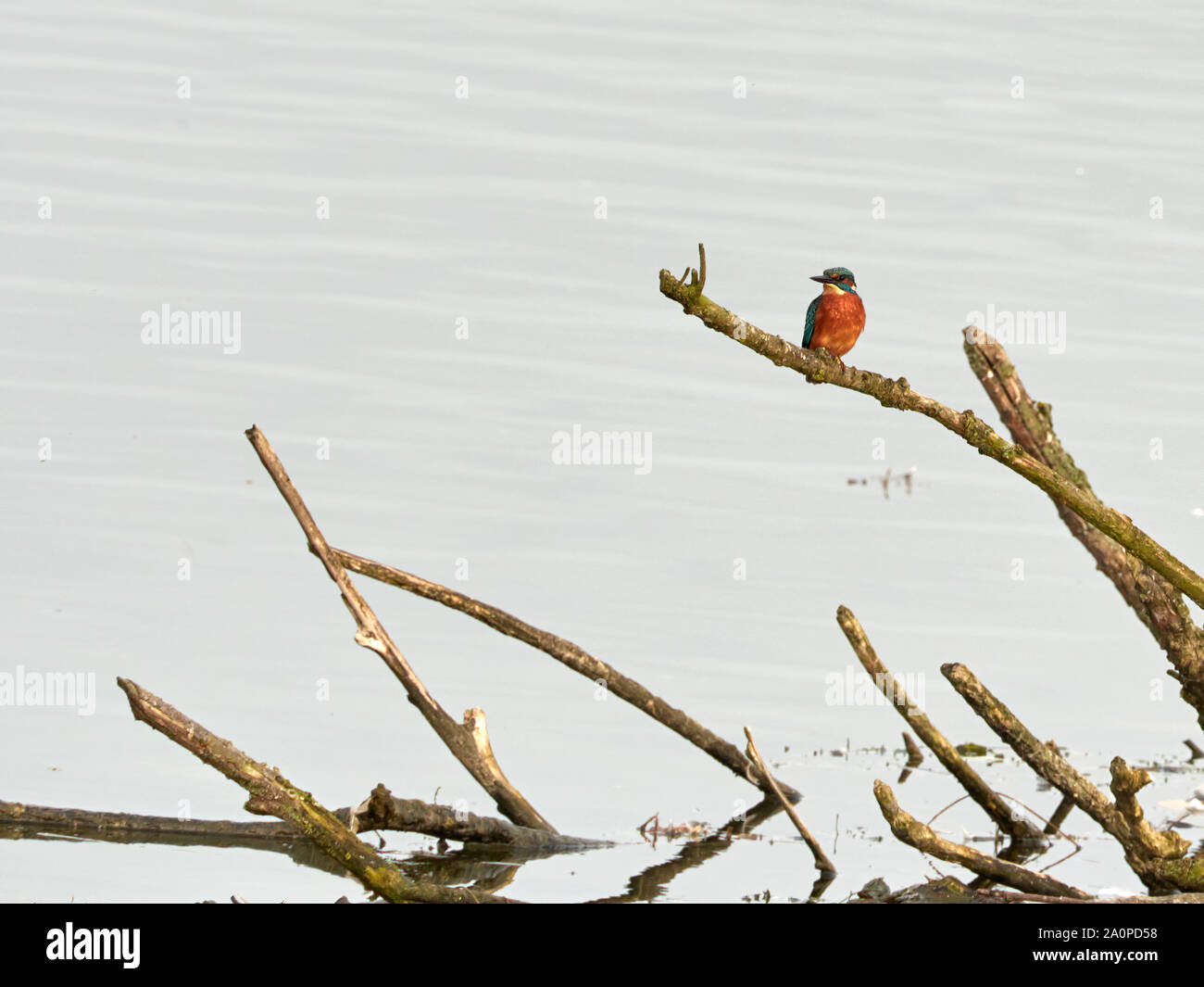 Eisvogel mit weißem Hintergrund Stockfoto