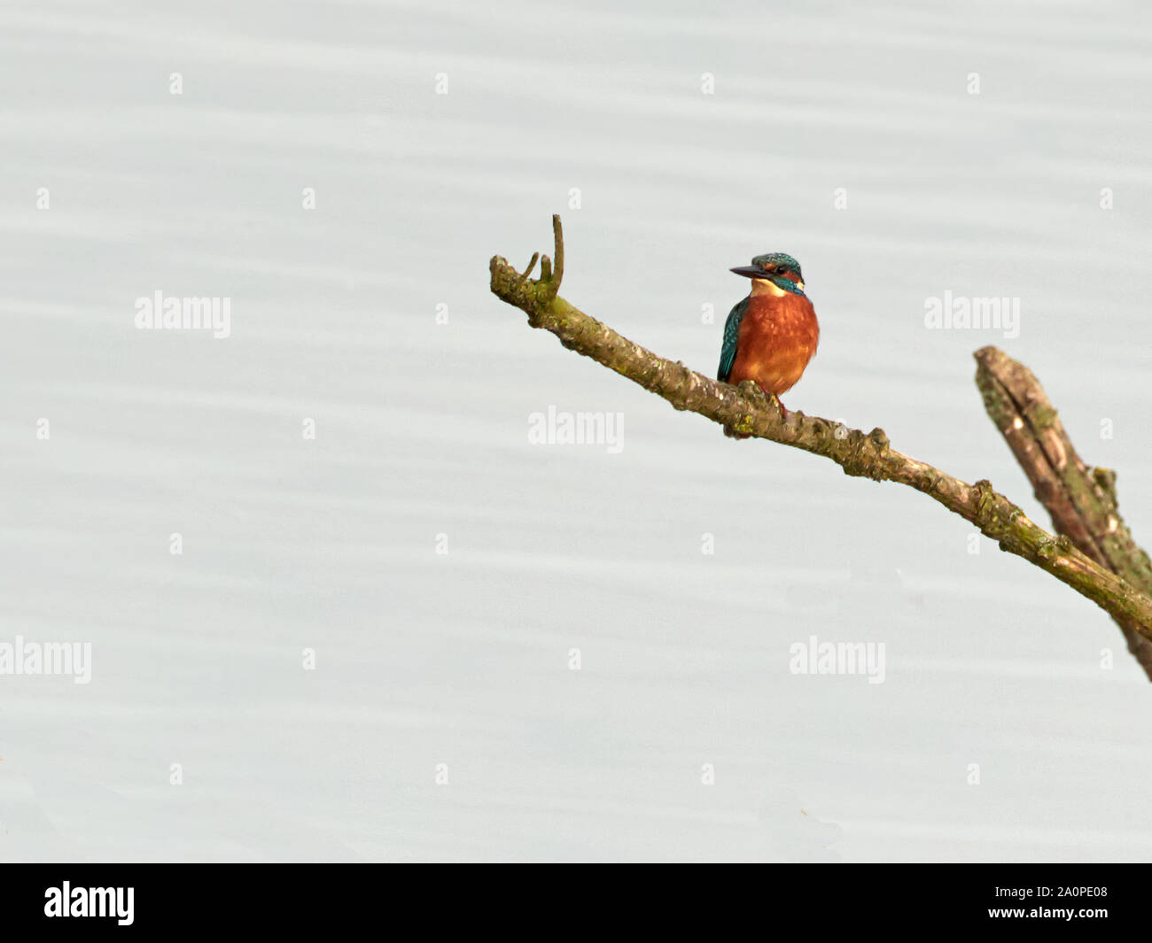 Eisvogel mit weißem Hintergrund Stockfoto