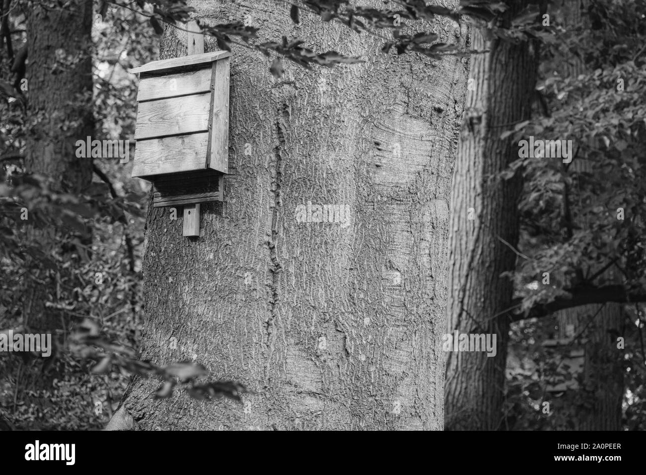 Eine Fledermaus Box hängt von einem Baum im Wald und bietet Schutz für Fledermäuse Stockfoto