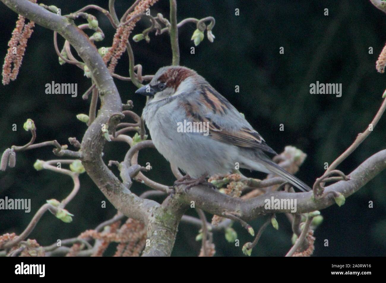 Mauser Männchen Haussperling (Passer domesticus) in einem Garten in Husum, Deutschland Stockfoto Mauser Männchen Haussperling (Passer domesticus) in einem Garten in Husum, Deutschland Stockfoto