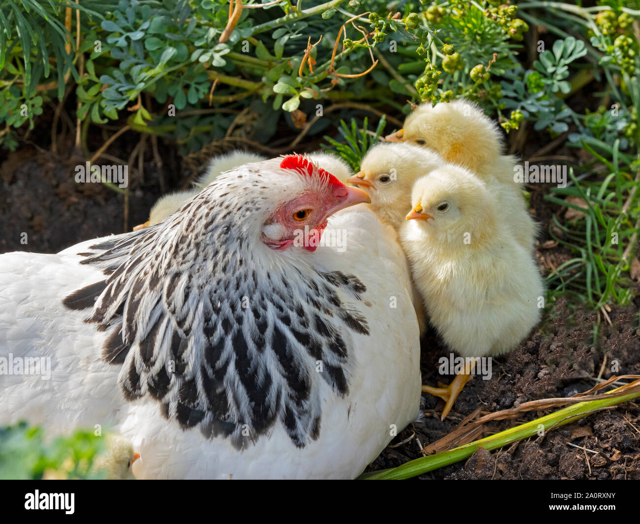 Licht Sussex Hühner seltene Rasse mit Küken Stockfoto