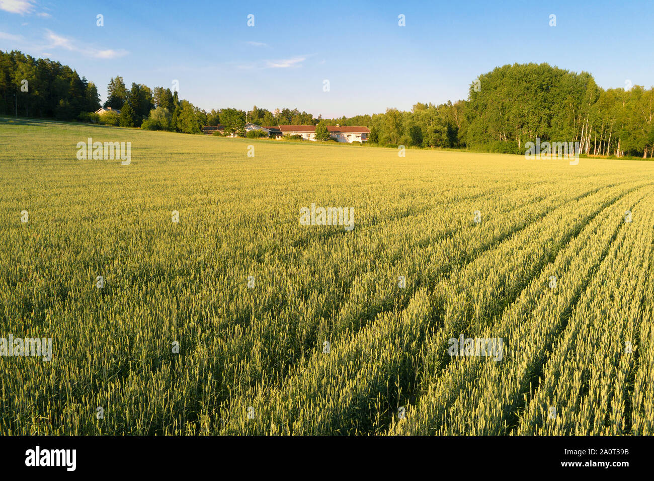 Juli sonnigen Abend über ein Weizenfeld (geschossen von einem quadrocopter). Südfinnland Stockfoto