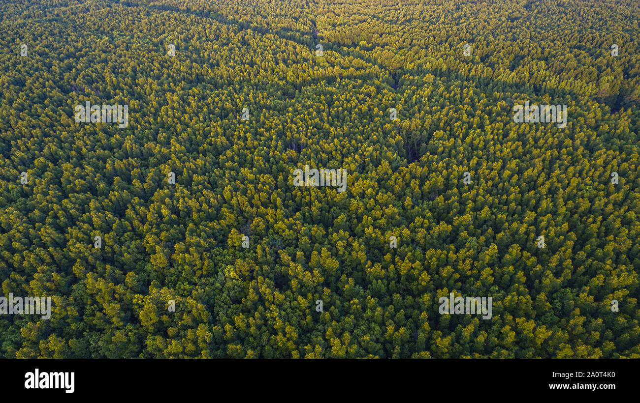 Kiefernwald in Feuchtgebieten haben ein kleines Fischerdorf im Inneren Stockfoto