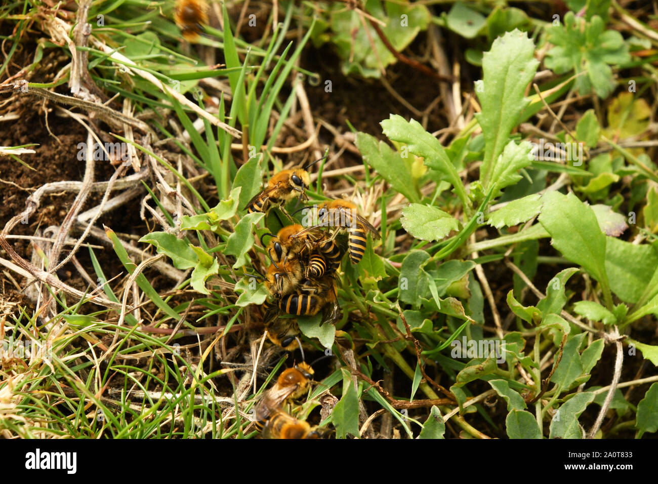 Die Ivy Biene, Colletes hederae, ist eine Pflanzenart aus der Gattung der Bergbau Biene zuerst in Großbritannien im Jahr 2001 aufgezeichnet. Es Futter fast ausschließlich auf die Blumen von Efeu, und fliegt Stockfoto