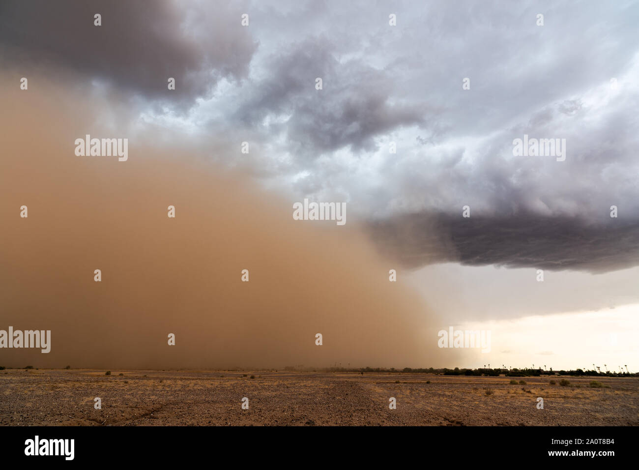 Ein dichter Staubsturm (haboob) zieht durch die Wüste in der Nähe von Coolidge, Arizona Stockfoto