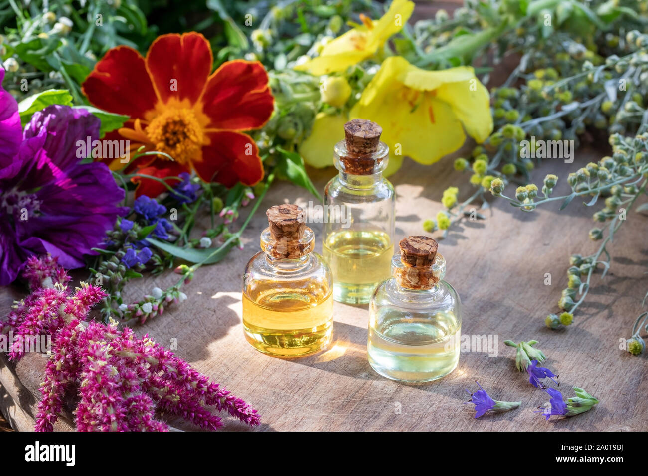 Flaschen des wesentlichen Öls mit Königskerze, Wermut, Malve, Tagetes Patula und andere Kräuter und Blumen Stockfoto